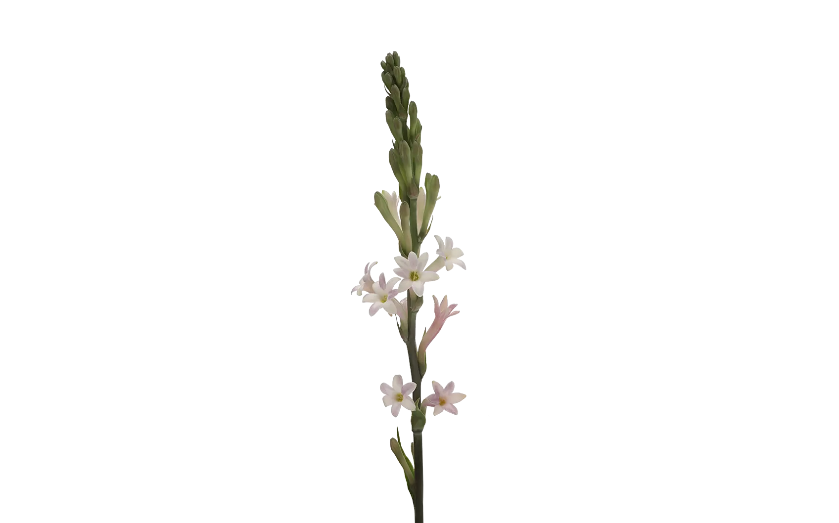 Polianthes deals